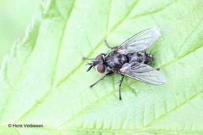 Phorocera obscura.JPG