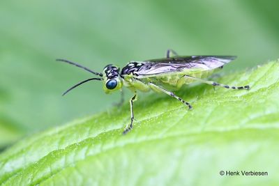 Rhogogaster scalaris 2.JPG
