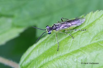Rhogogaster scalaris 1.JPG