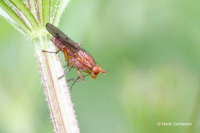 Tetanocera spec. - Bruine Slakkendodende Vlieg onbekend 3.JPG