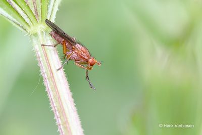 Tetanocera spec. - Bruine Slakkendodende Vlieg onbekend 2.JPG