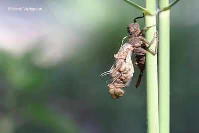 Libellula fulva - Bruine Korenbout 7.JPG