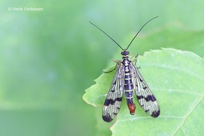 Panorpidae - Schorpioenvliegen