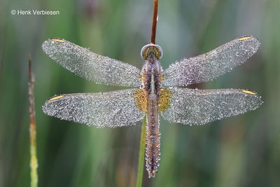 Crocothemis erythraea - Vuurlibel 7.JPG