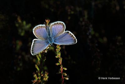 Plebejus argus - Heideblauwtje 11.JPG