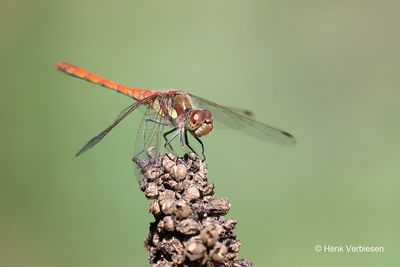 Sympetrum striolatum - Bruinrode Heidelibel 13.JPG