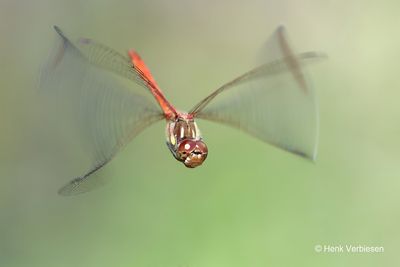 Sympetrum striolatum - Bruinrode Heidelibel 9.JPG