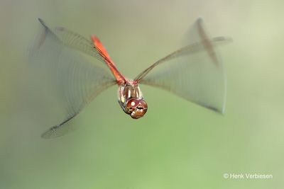 Sympetrum striolatum - Bruinrode Heidelibel 5.JPG