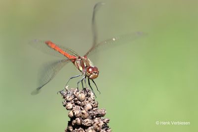 Sympetrum striolatum - Bruinrode Heidelibel 12.JPG