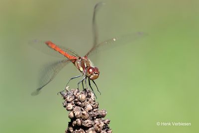 Sympetrum striolatum - Bruinrode Heidelibel 6.JPG