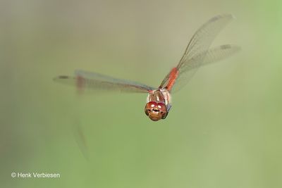 Sympetrum striolatum - Bruinrode Heidelibel 3.JPG