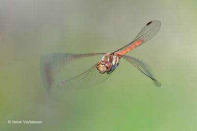 Sympetrum striolatum - Bruinrode Heidelibel 7.JPG