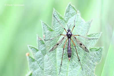 Ptychoptera contaminata - Viervlekglansmug 5.JPG
