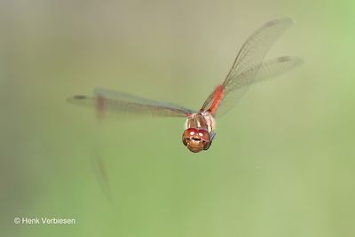 Sympetrum striolatum - Bruinrode Heidelibel 8.JPG