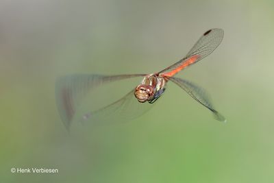 Sympetrum striolatum - Bruinrode Heidelibel 4.JPG