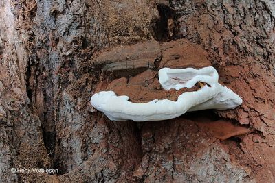 Ganoderma adspersum - Dikrandtonderzwam 3.JPG