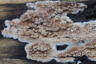 Mycoacia nothofagi - Geurende Stekelkorstzwam 2.JPG