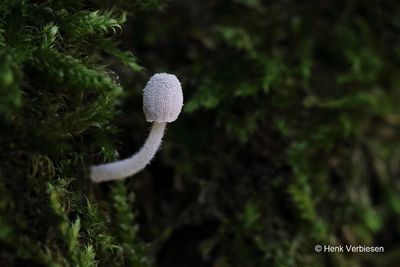 Mycena corynephora - Behaarde Suikermycena.JPG