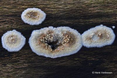Mycoacia nothofagi - Geurende Stekelkorstzwam 1.JPG