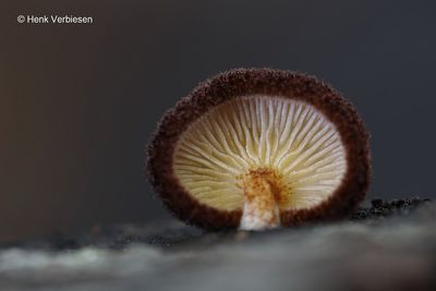 Crepidotus crocophyllus - Harig Saffraanoorzwammetje 3.JPG