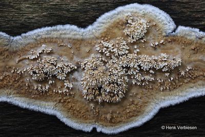 Mycoacia nothofagi - Geurende Stekelkorstzwam 12.JPG
