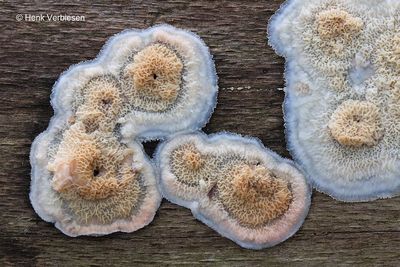 Phlebia tremellosa - Spekzwoerdzwam 3.JPG
