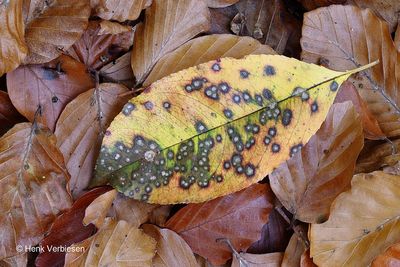 Miricatena prunicola - Pruimenkettingspoortje.JPG
