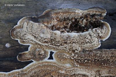 Mycoacia nothofagi - Geurende Stekelkorstzwam 10.JPG