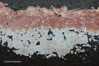 Cylindrobasidium laeve - Donzige Korstzwam 1.JPG