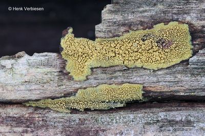 Mycoacia uda - Gele Stekelkorstzwam 1.JPG