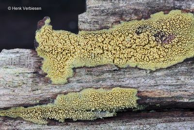 Mycoacia uda - Gele Stekelkorstzwam 2.JPG