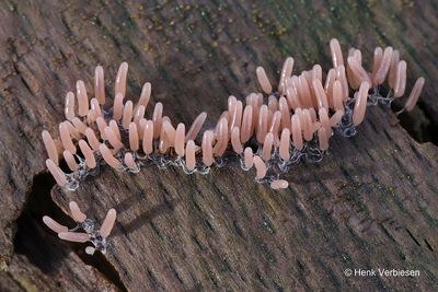 Stemonitopsis typhina - Zilveren Schijnpluimpje 3.JPG