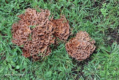 Podoscypha multizonata - Gezoneerde Rozetzwam 1.JPG