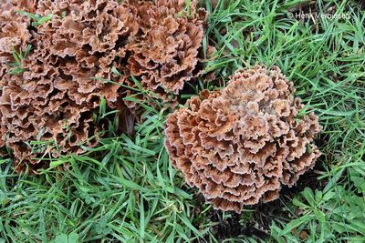 Podoscypha multizonata - Gezoneerde Rozetzwam 2.JPG