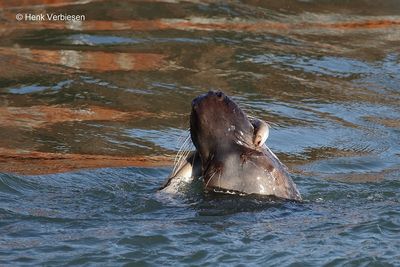 Halichoerus grypus - Grijze Zeehond 5.JPG