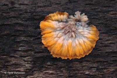 Phlebia radiata - Oranje Aderzwam 8.JPG