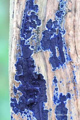 Terana caerulea - Blauwe Korstzwam 2.JPG