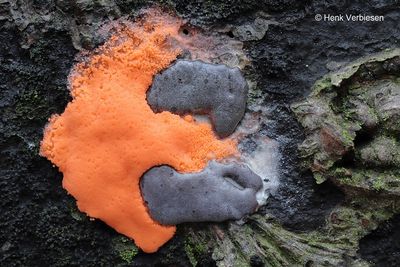 Dictydiaethalium plumbeum - Loodkleurig Netplaatje 11.JPG