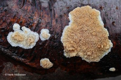 Phlebia rufa - Porieaderzwam 1.JPG