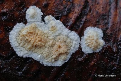 Phlebia rufa - Porieaderzwam 2.JPG