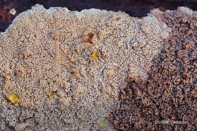 Phlebia rufa - Porieaderzwam 3.JPG