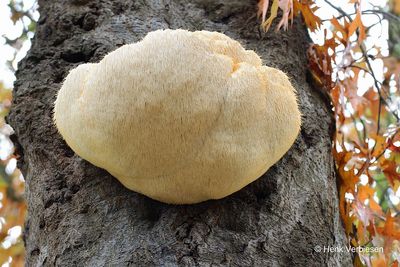 Hericiaceae