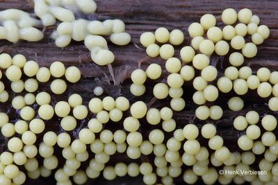 Lamproderma arcyrioides - Purper Parelmoerkopje 5.JPG