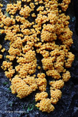 Badhamia utricularis - Troskalknetje 20.JPG
