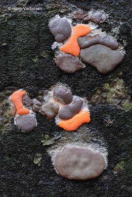 Dictydiaethalium plumbeum - Loodkleurig Netplaatje 6.JPG