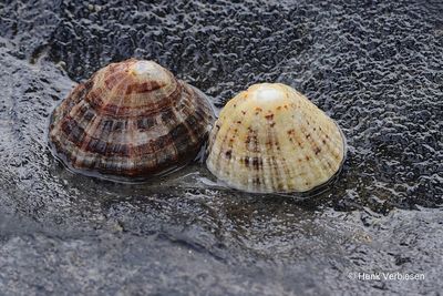 Patella vulgata - Gewone Schaalhoren 1.JPG