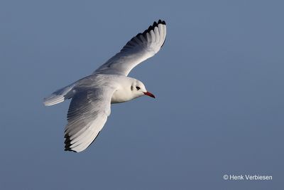 Chroicocephalus ridibundus - Kokmeeuw 7.JPG