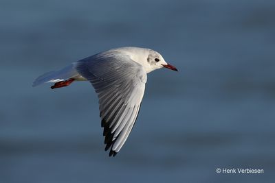 Chroicocephalus ridibundus - Kokmeeuw 8.JPG