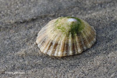 Patella vulgata - Gewone Schaalhoren 3.JPG