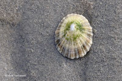Patella vulgata - Gewone Schaalhoren 2.JPG